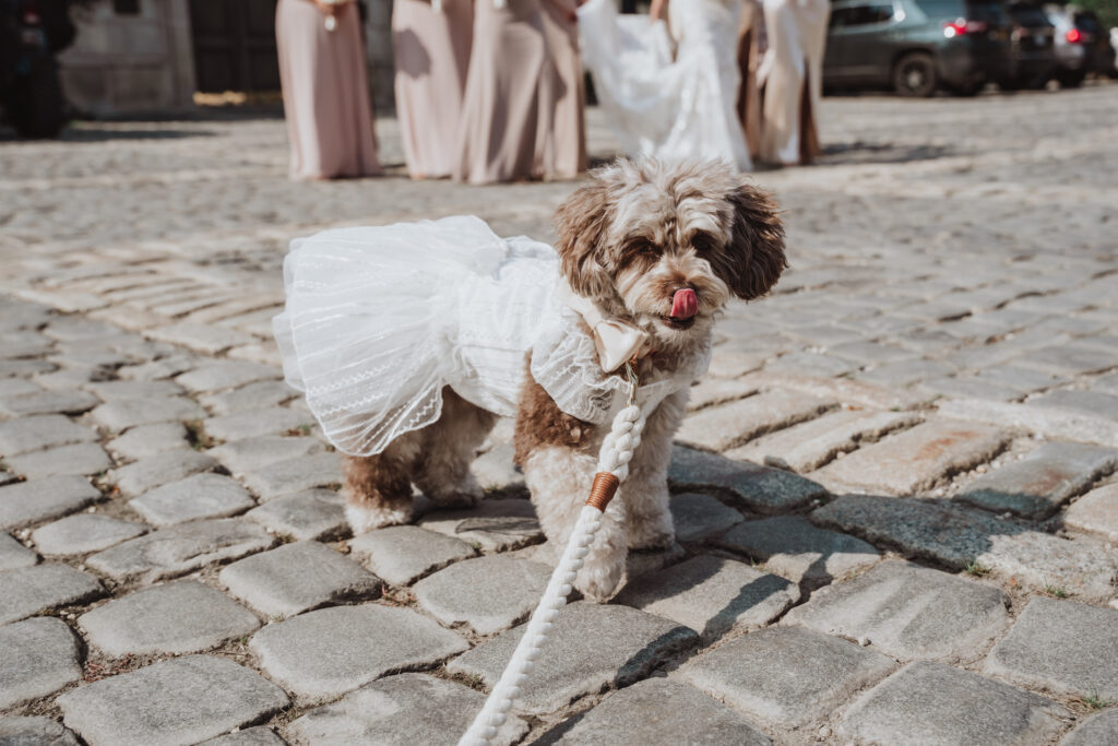 Dogs of weddings 