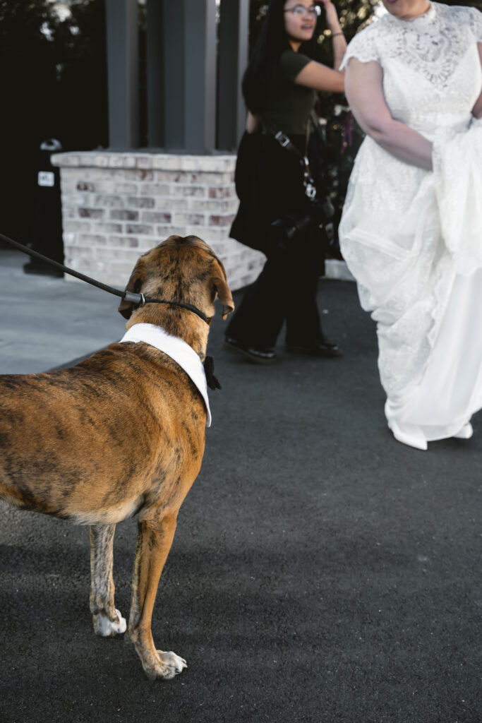 wedding dog services 