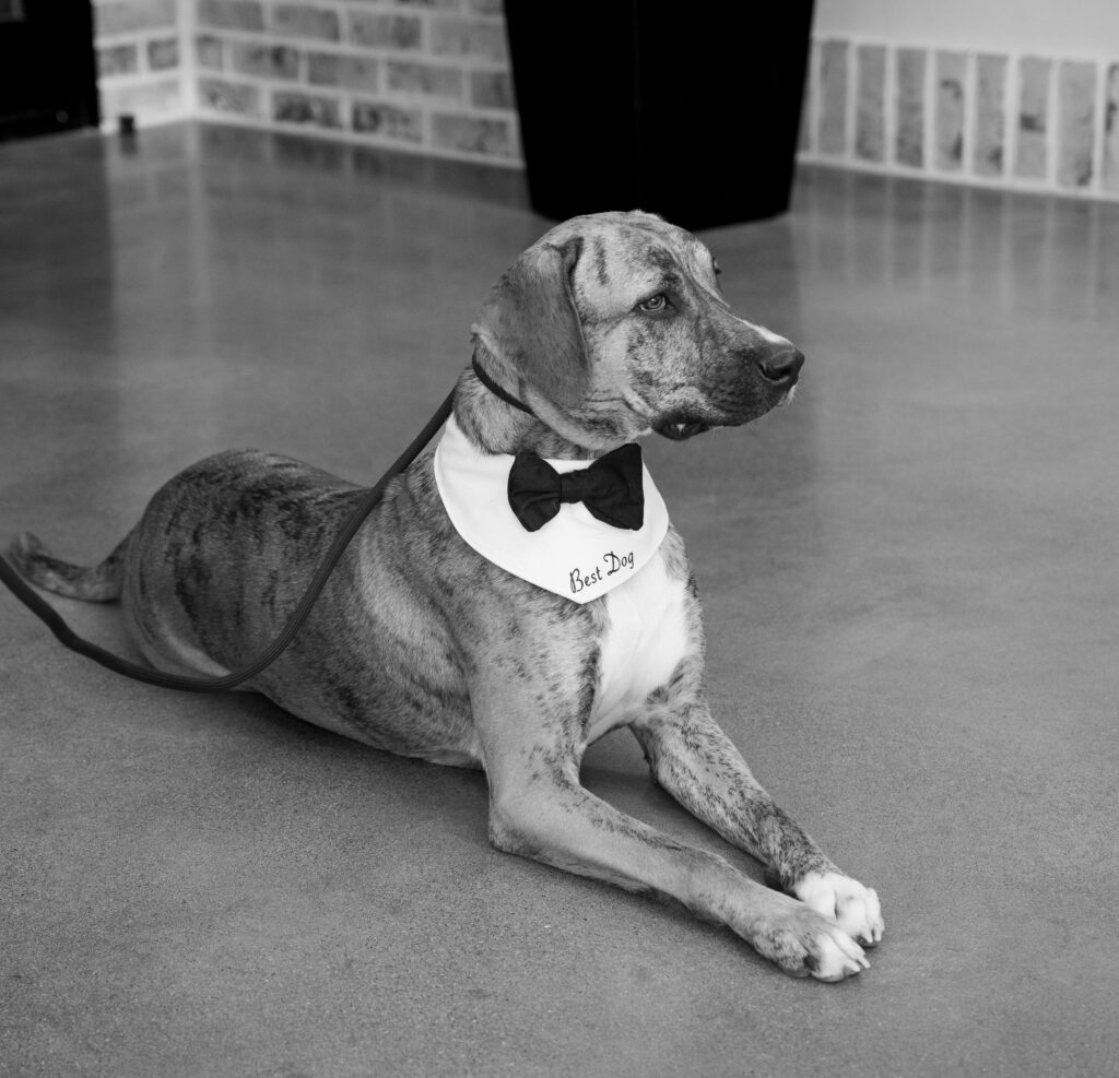 Wedding Dog Services in New Jersey 