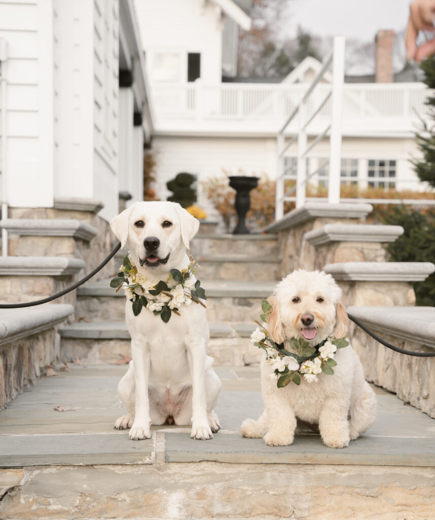 flower dogs in wedding ceremony 