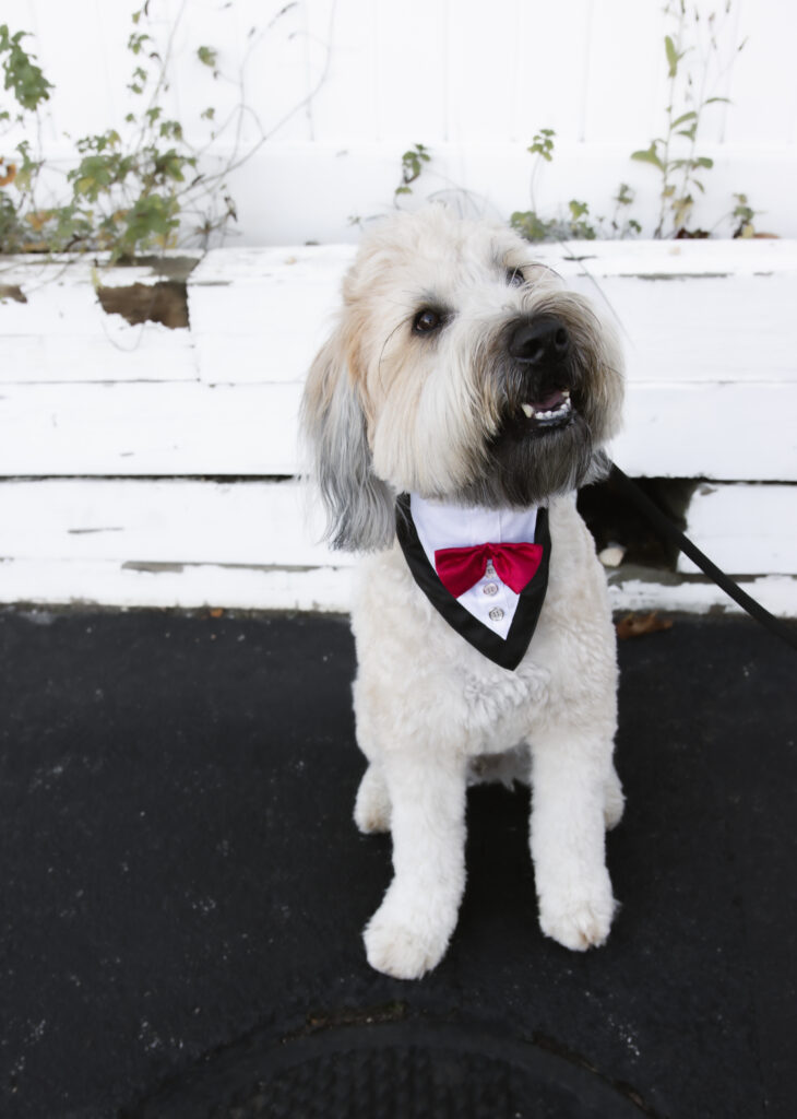 weddings dog services 